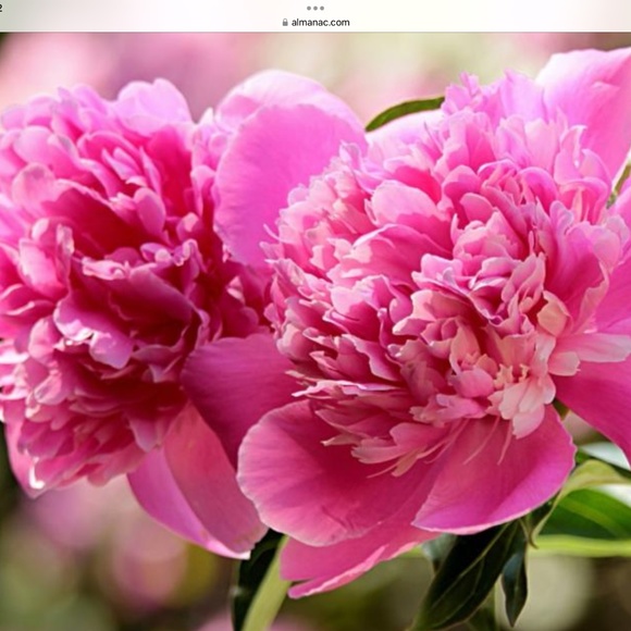 Meet your Posher, Sherry - Picture 2 of 3